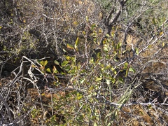 Pseudoziziphus parryi