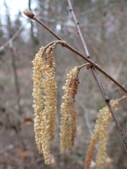 Corylus avellana