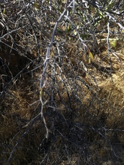 Pseudoziziphus parryi