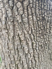 Acer negundo negundo