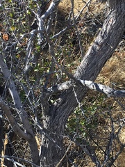 Pseudoziziphus parryi