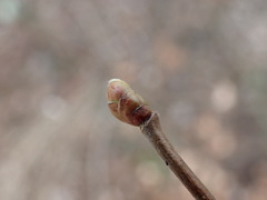 Corylus avellana