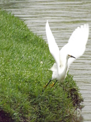 Egretta thula