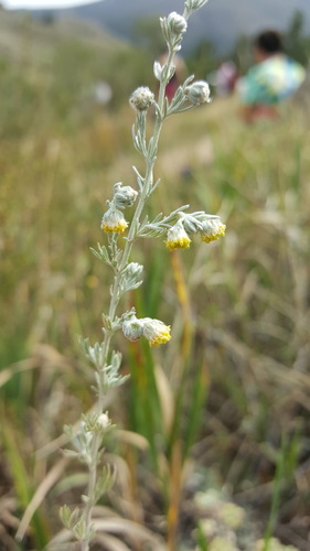 fringed sagebrush