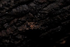 Methidrysis afflicta