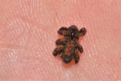 Methidrysis afflicta