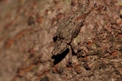 Ouroporopterus squamiventris