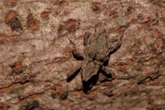 Ouroporopterus squamiventris