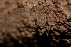 Ouroporopterus squamiventris