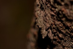 Ouroporopterus squamiventris