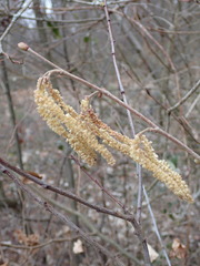 Corylus avellana