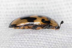 Ischyrus quadripunctatus