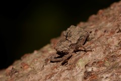 Ouroporopterus squamiventris