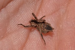 Ouroporopterus squamiventris