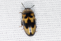 Ischyrus quadripunctatus