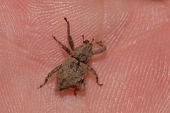 Ouroporopterus squamiventris