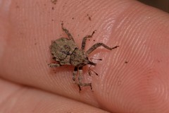 Ouroporopterus squamiventris