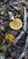 Cortinarius canarius