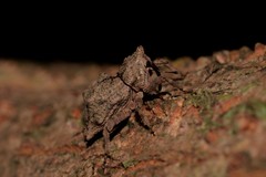 Ouroporopterus squamiventris