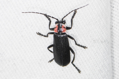 Discodon bipunctatum