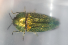 Acmaeodera resplendens