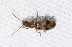 Notoxus photus