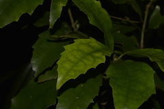 Polyosma cunninghamii