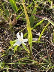 Rhynchospora colorata image
