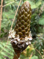 Guzmania coriostachya