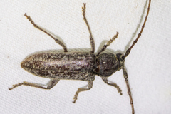 Enaphalodes cortiphagus