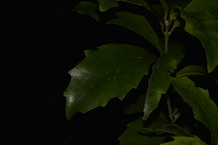 Polyosma cunninghamii