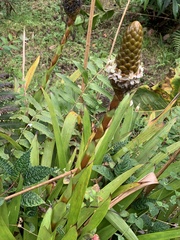 Guzmania coriostachya