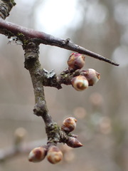 Prunus spinosa