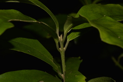 Polyosma cunninghamii