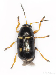 Cryptocephalus elegantulus