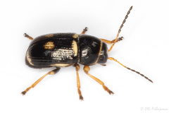 Cryptocephalus elegantulus