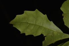 Polyosma cunninghamii