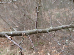 Prunus spinosa