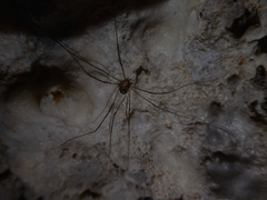 Amilenus aurantiacus