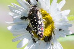Acmaeodera rubronotata