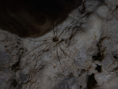 Amilenus aurantiacus