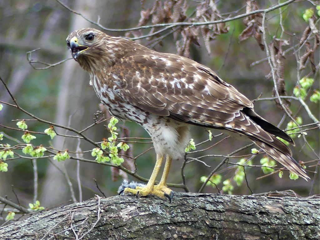 Red-shouldered Hawk (Birds of Rosewood Nature Study Area) · iNaturalist
