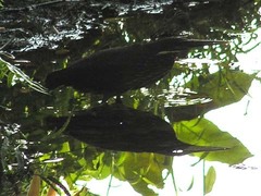 Ixobrychus flavicollis