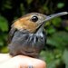 Tawny-faced Gnatwren - Photo (c) Oscar Johnson, some rights reserved (CC BY-NC-ND), uploaded by Oscar Johnson