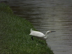 Egretta thula