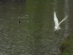 Egretta thula