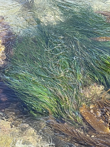 photo of Torrey's Surfgrass (Phyllospadix torreyi)