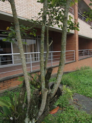 Bauhinia