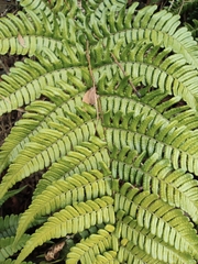 Dryopteris championii