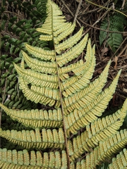 Dryopteris championii